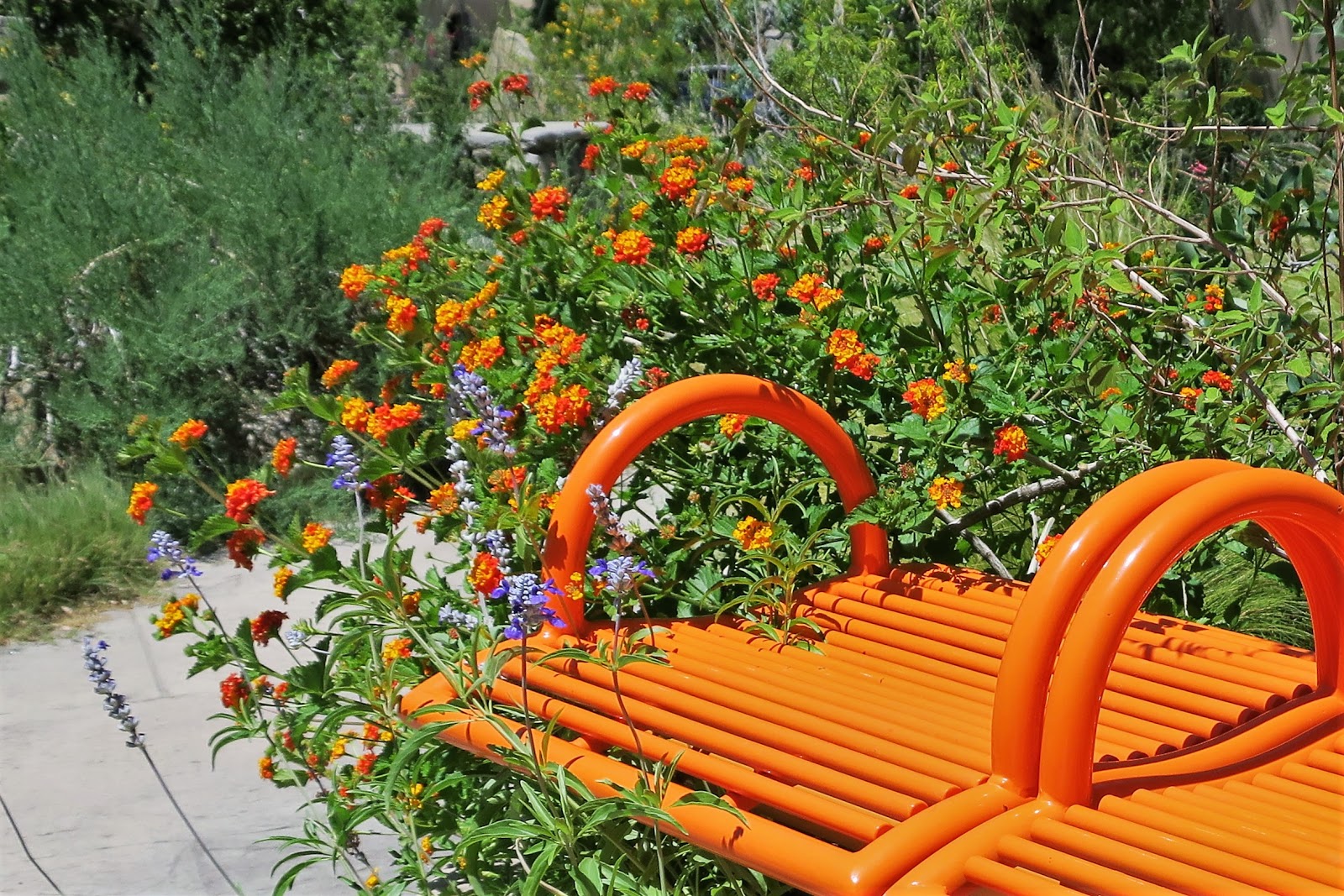 Living Rootless El Paso Utep Orange Bench