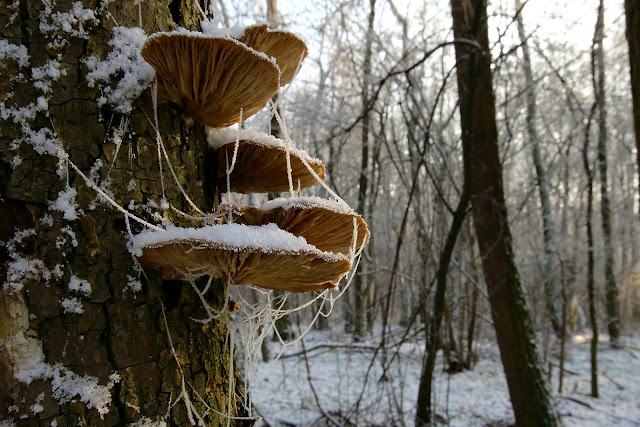 oyster mushroom