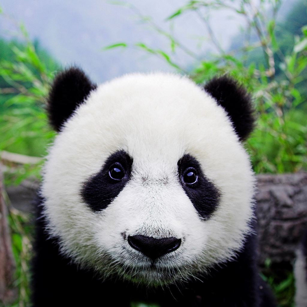 O mundo da Biologia : Panda Fotos e um Fichamento O mundo da Biologia : Panda Fotos e um Fichamento