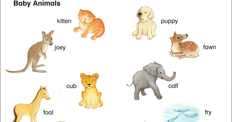 علم طفلك اسماء صغار الحيوانات بالانجليزية