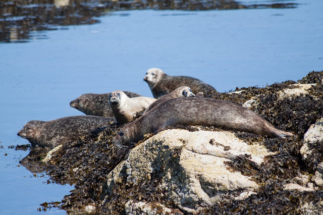 Plockton-foche grigie