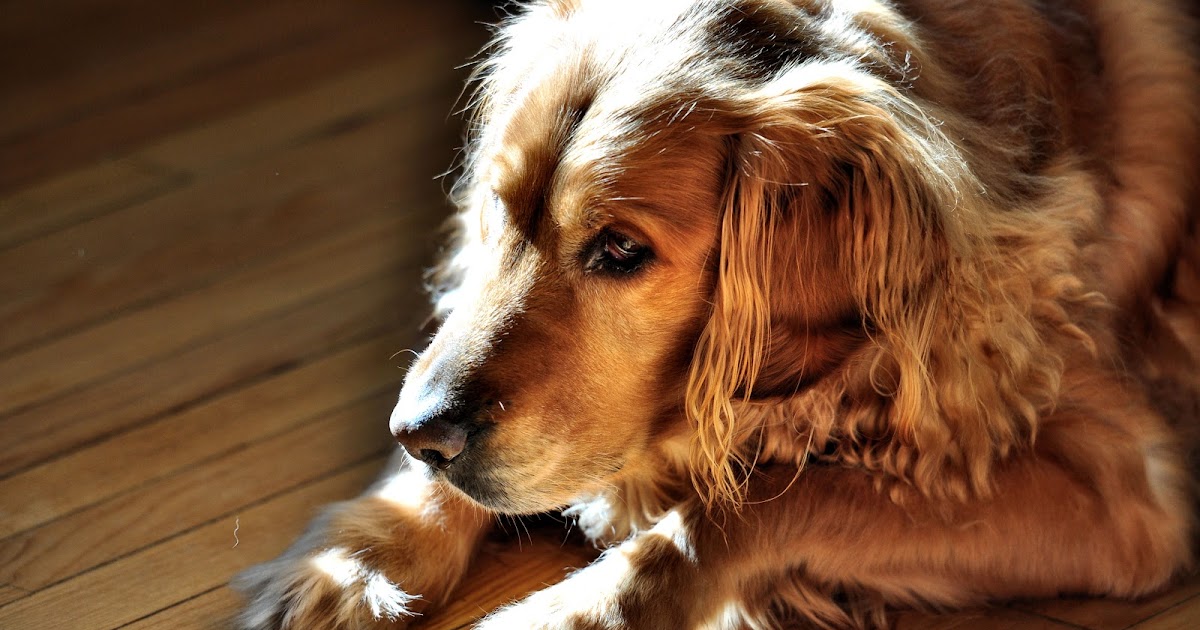 Seizures in Dogs Written by Russ Considine Seizures in Dogs and