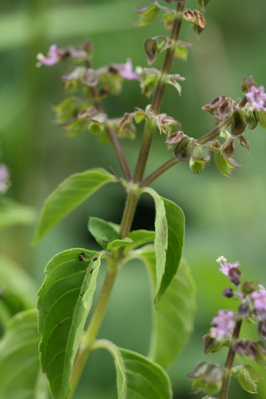 Native Florida Wildflowers Wild Sweet Basil Ocimum campechianum