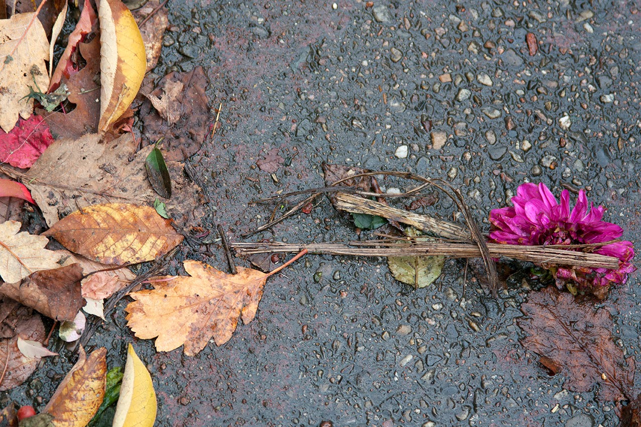 paarse bloem en blaadjes op asfalt