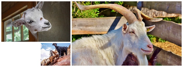 Kaldi, a goat herder who lived in Ethiopia, accidentally discovered coffee.