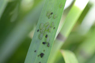 aphid colonies on rye