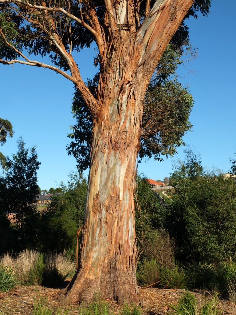 Eucalyptus Tree Types