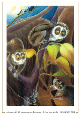 Azibius primates del eoceno