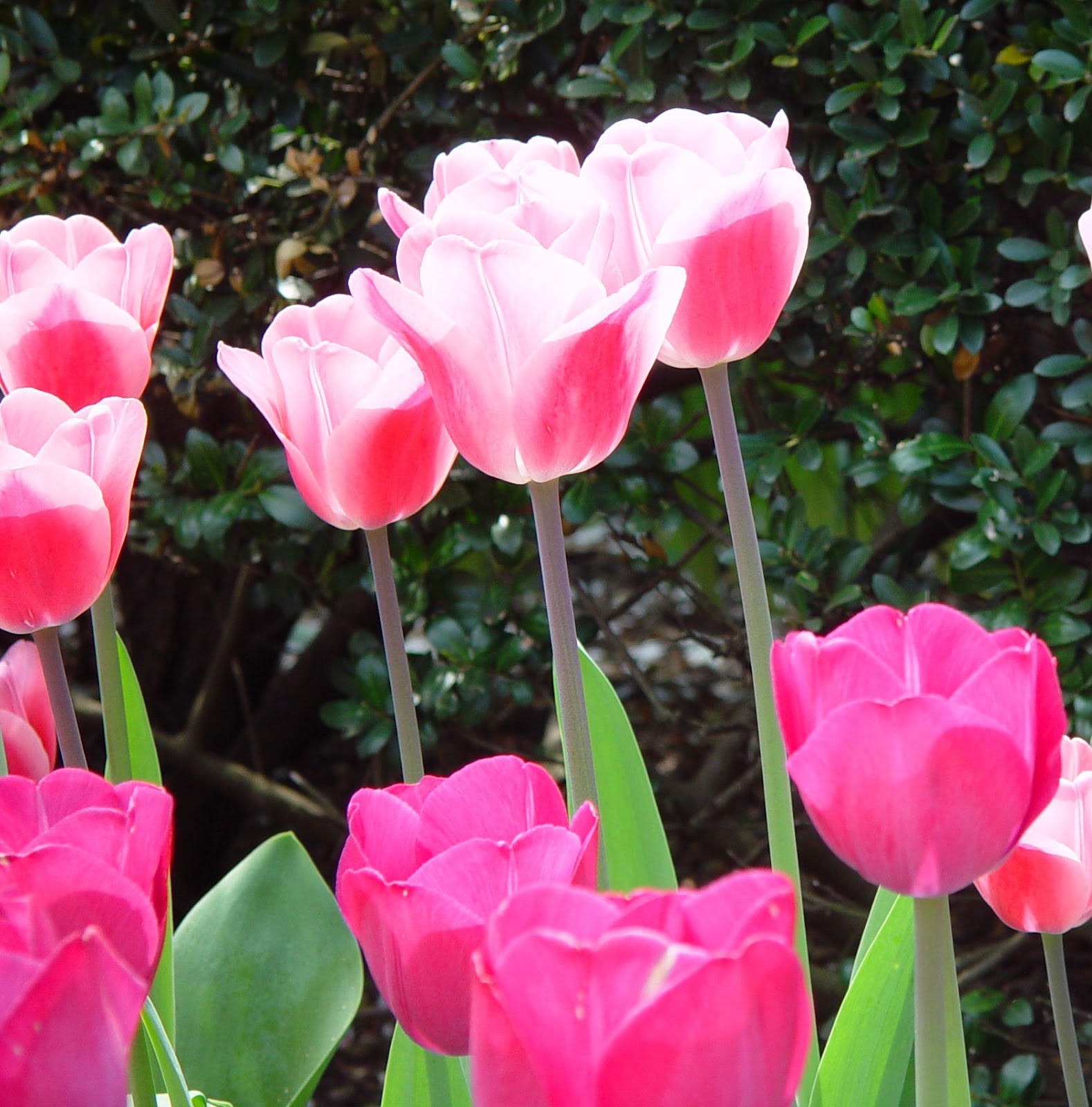 Antiques And Teacups Teacup Thursday, Primroses Art Deco Teacup,Pink