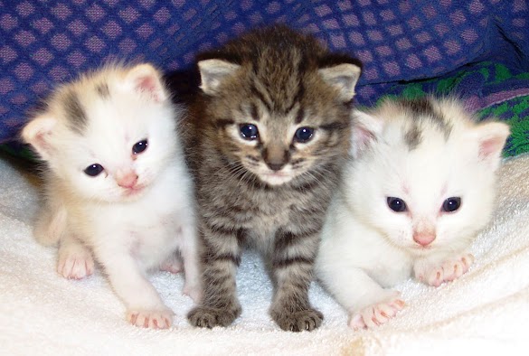 Kumpulan Foto Kucing Lucu Imut Dan Menggemaskan : Kumpulan ...