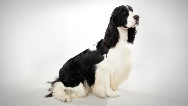 best brush for springer spaniel