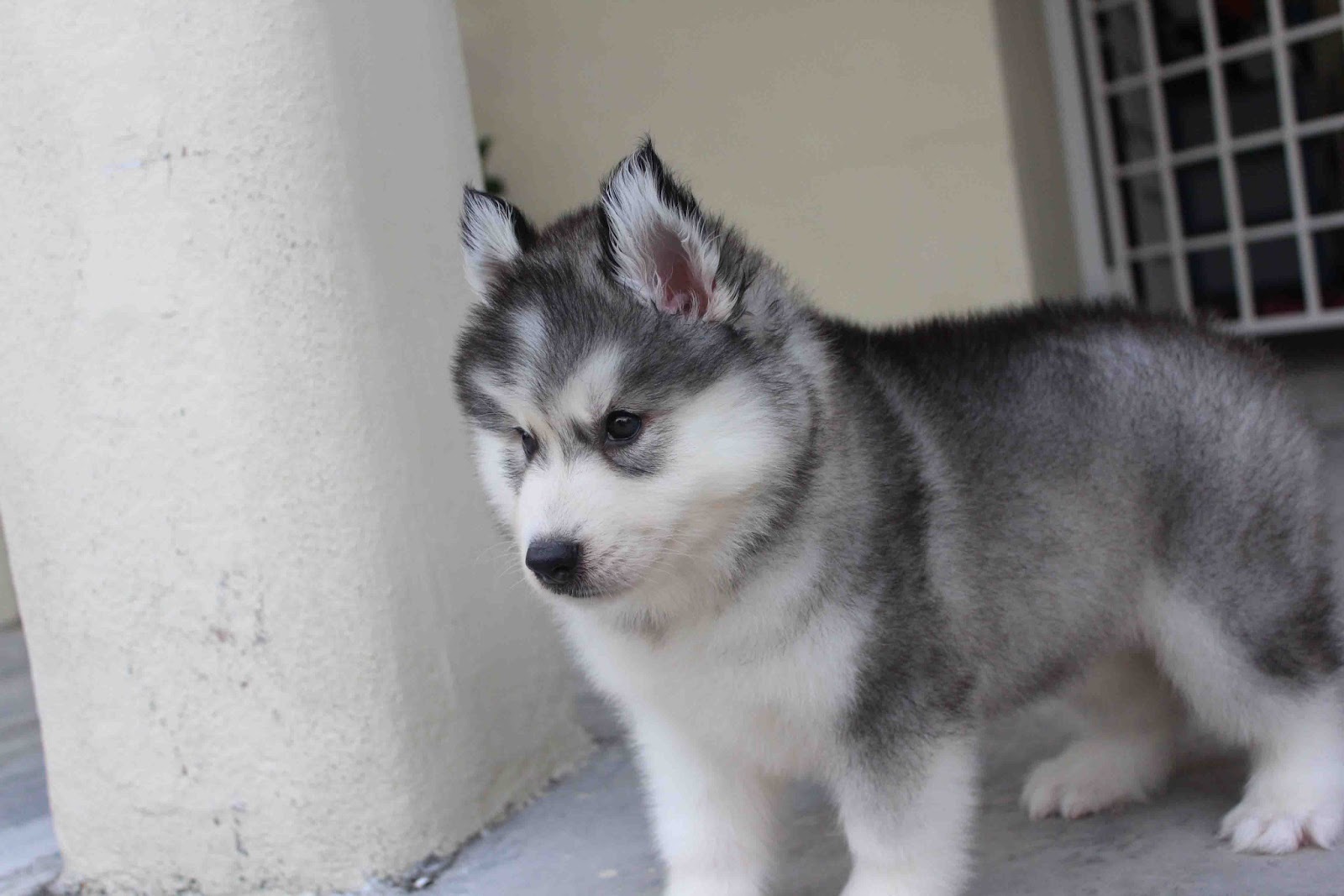LovelyPuppy Quality Double Coating Wooly Husky Puppy