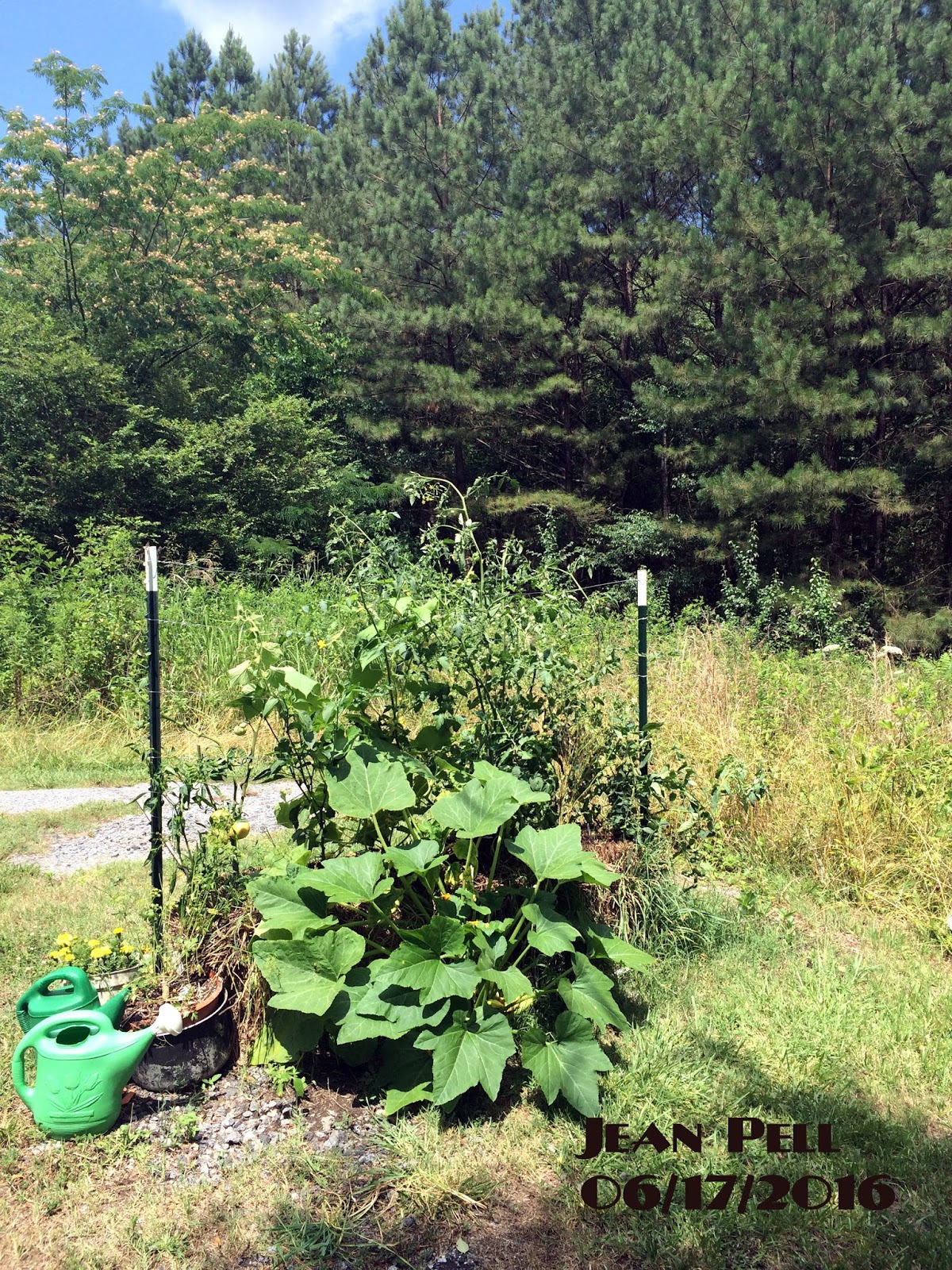 Jeanlivingsimple Straw Bale Garden Update 4
