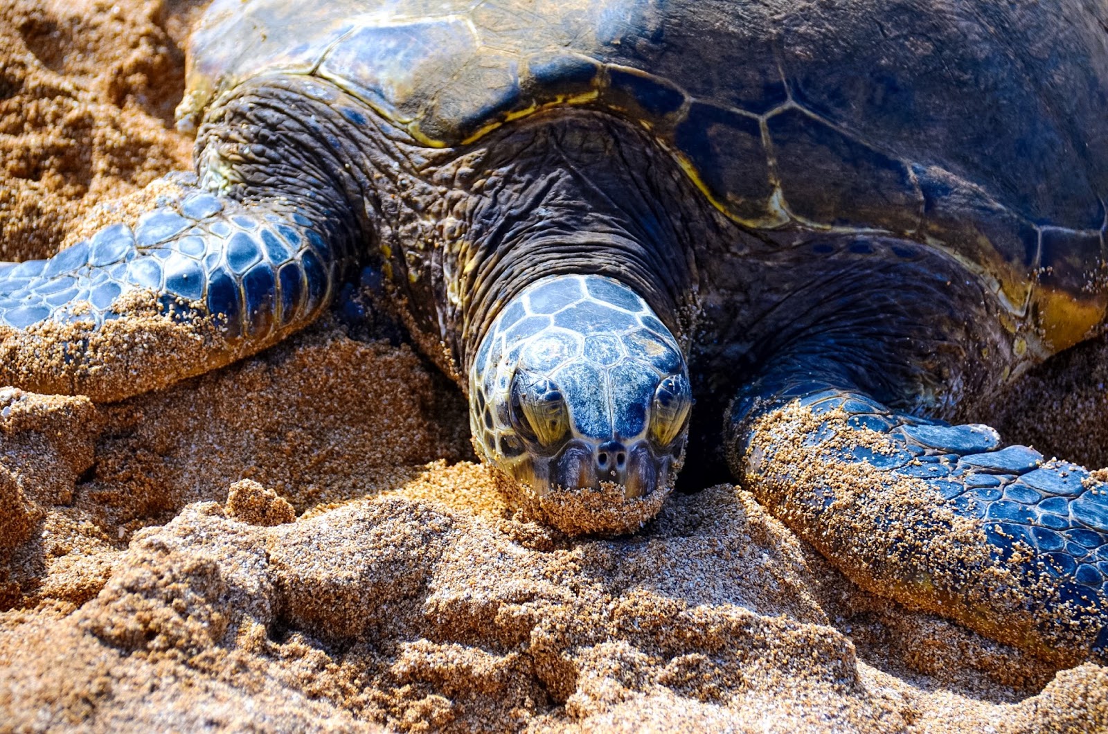 turtles in hawaii
