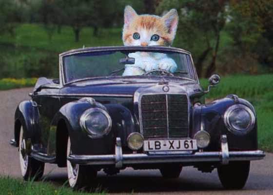 gato-coche-automovil-carro