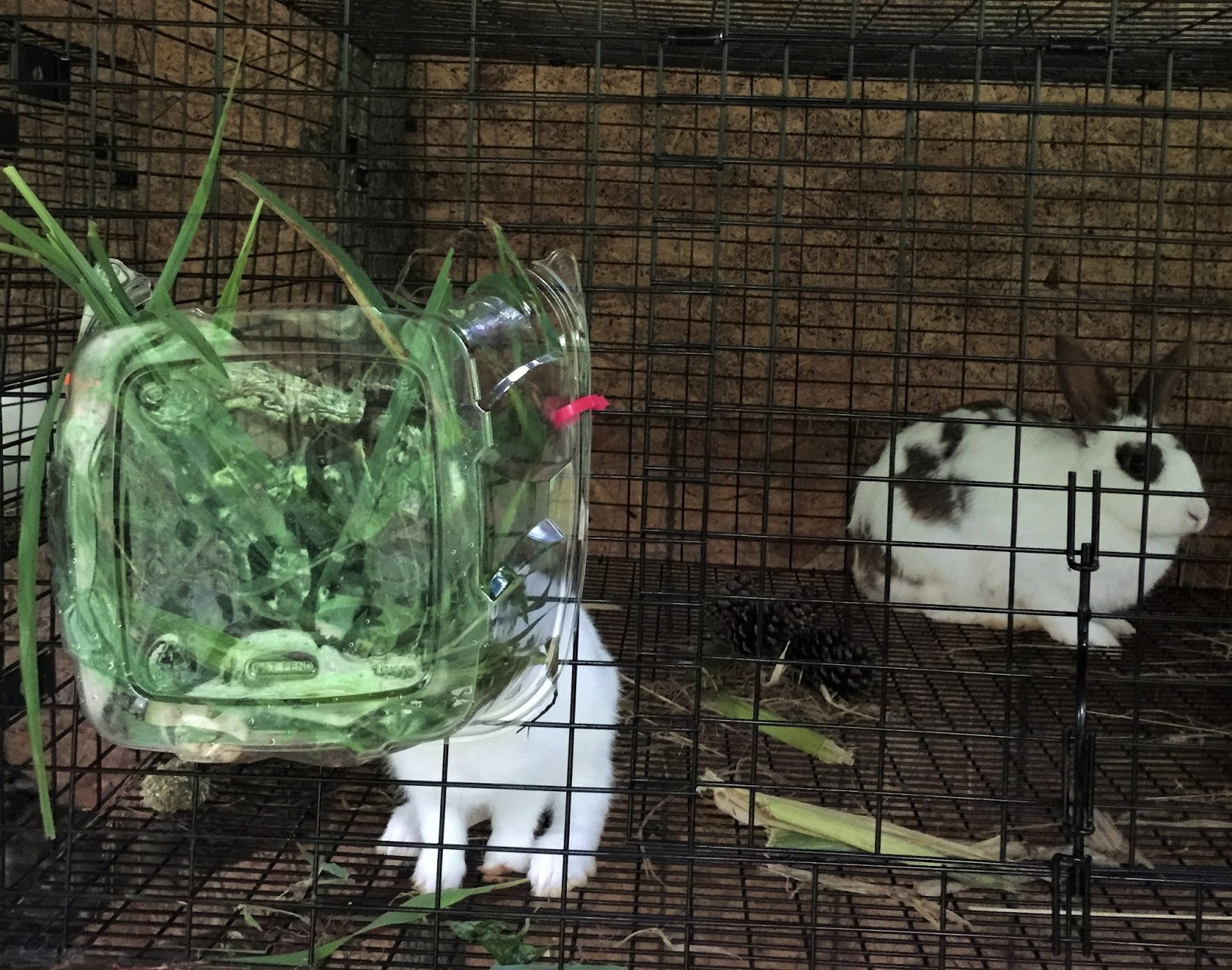 Trash Tossing Homesteaders How to Make Your Own Rabbit Feeders