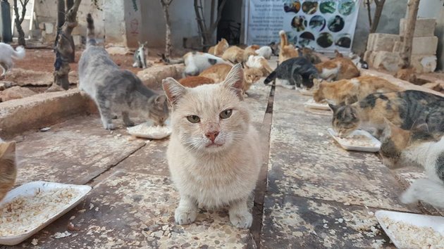 The Cats of Aleppo Mohammad Alaa Aljaleel and the cats of Aleppo