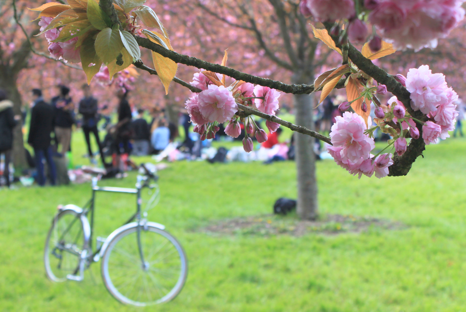 Hanami au Parc de Sceaux