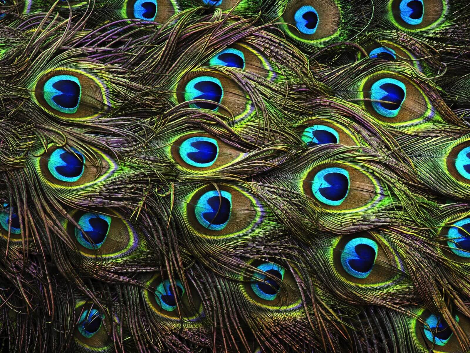 Download Peacock Wallpaper In High Resolution - Free New Wallpapers