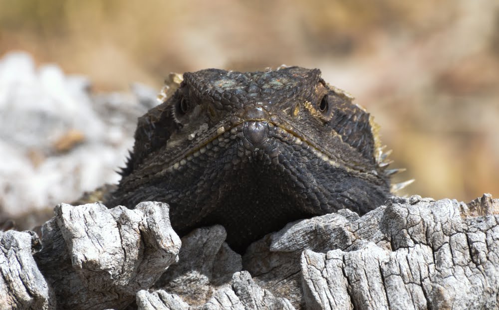 bearded dragon basking spot
