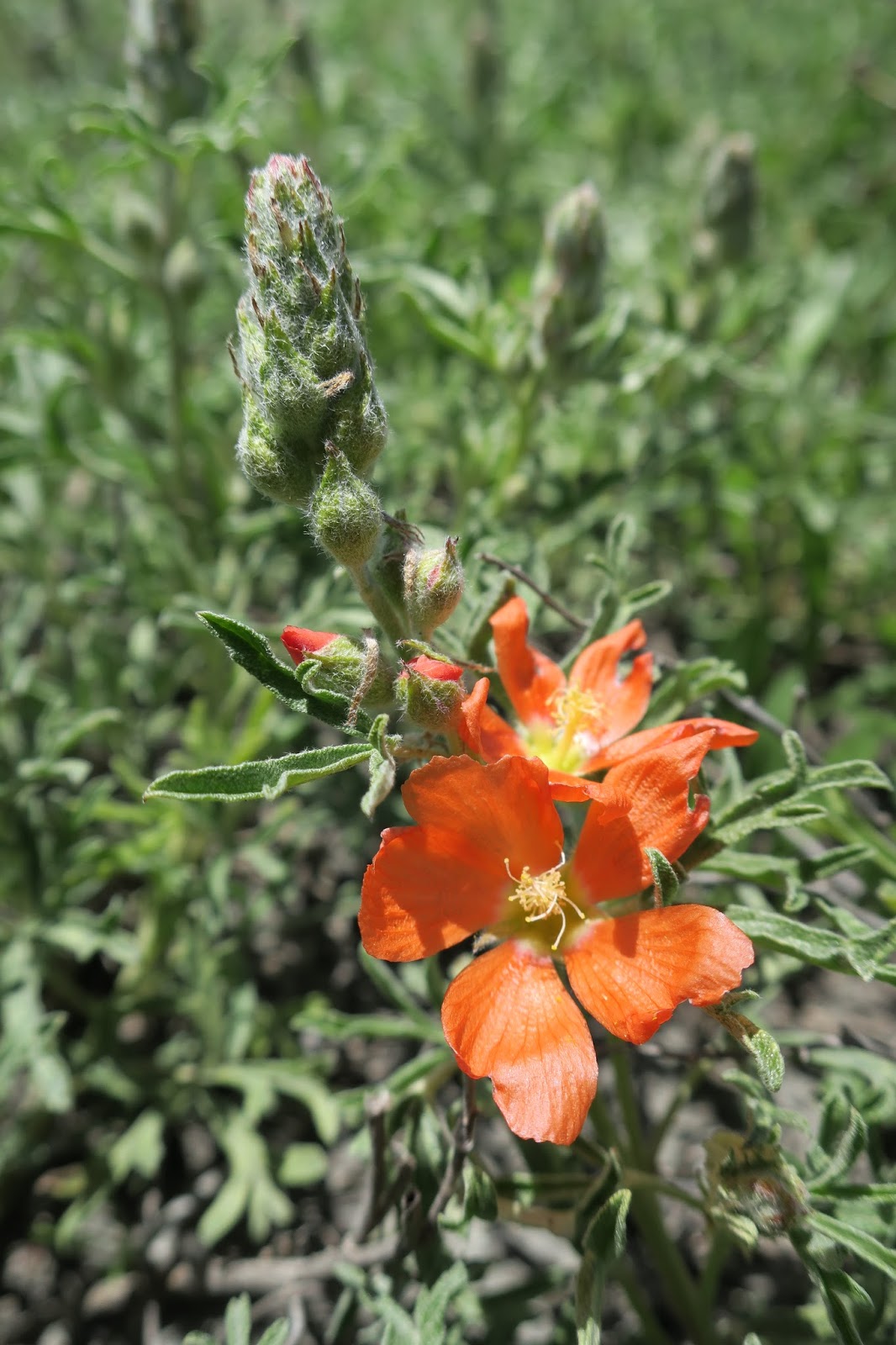 Living Rootless Colorado Longmont Roger's Grove Nature Area