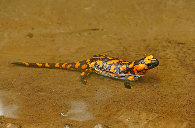 Pengertian Hewan  Amfibi  Salamander