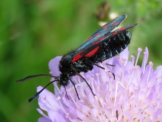 krasnik Kraśnik sześcioplamek (Zygaena filipendulae)