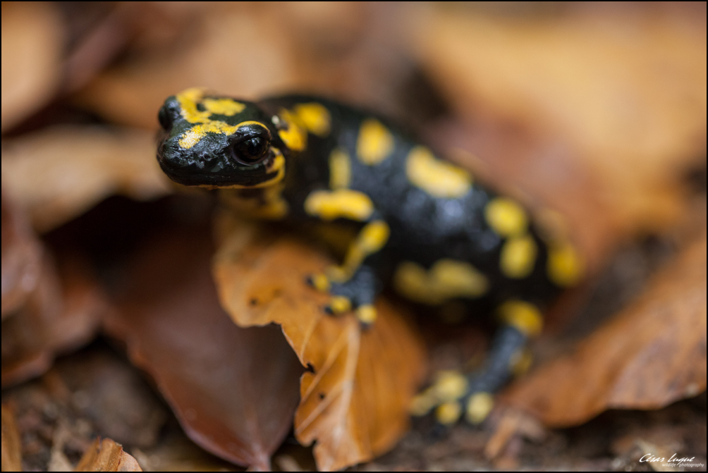 Fotografía y Conservación Salamandra Común (Salamandra salamandra)