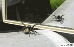 The 25 Coolest Gifs of Dancing Animals to Brighten Your Day