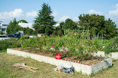 福岡魁誠高校の花壇