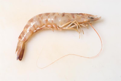 langostino