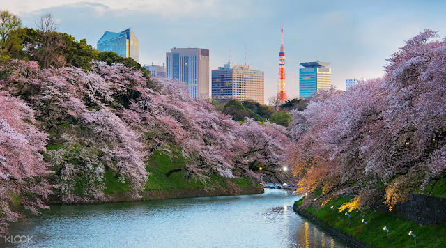 Sakura Cherry Blossoms in Japan