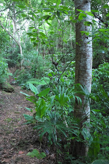Puriscal Forest