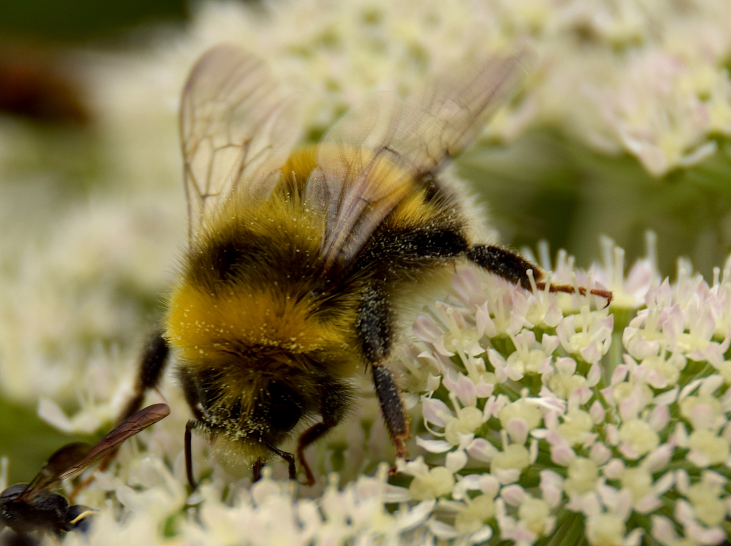 Händigakvinnan: En humla till!