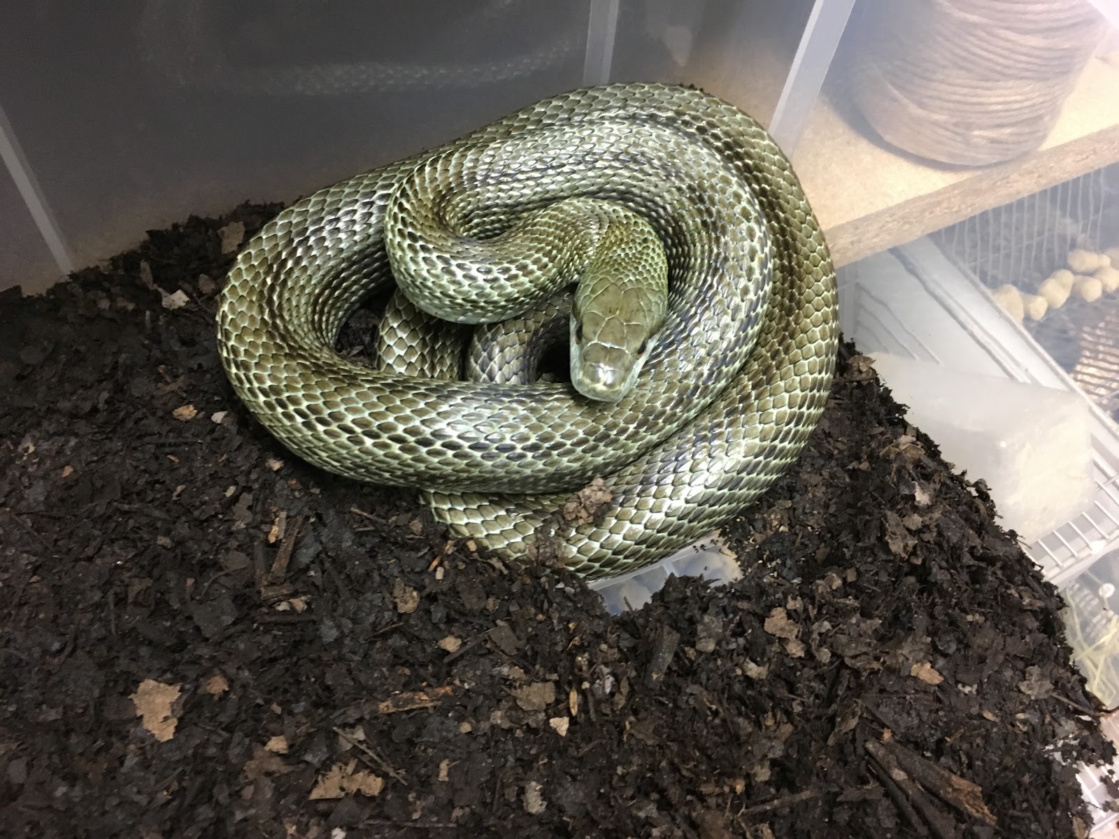 田舎の蛇屋blog もっと強い蛇を探して 10月 17