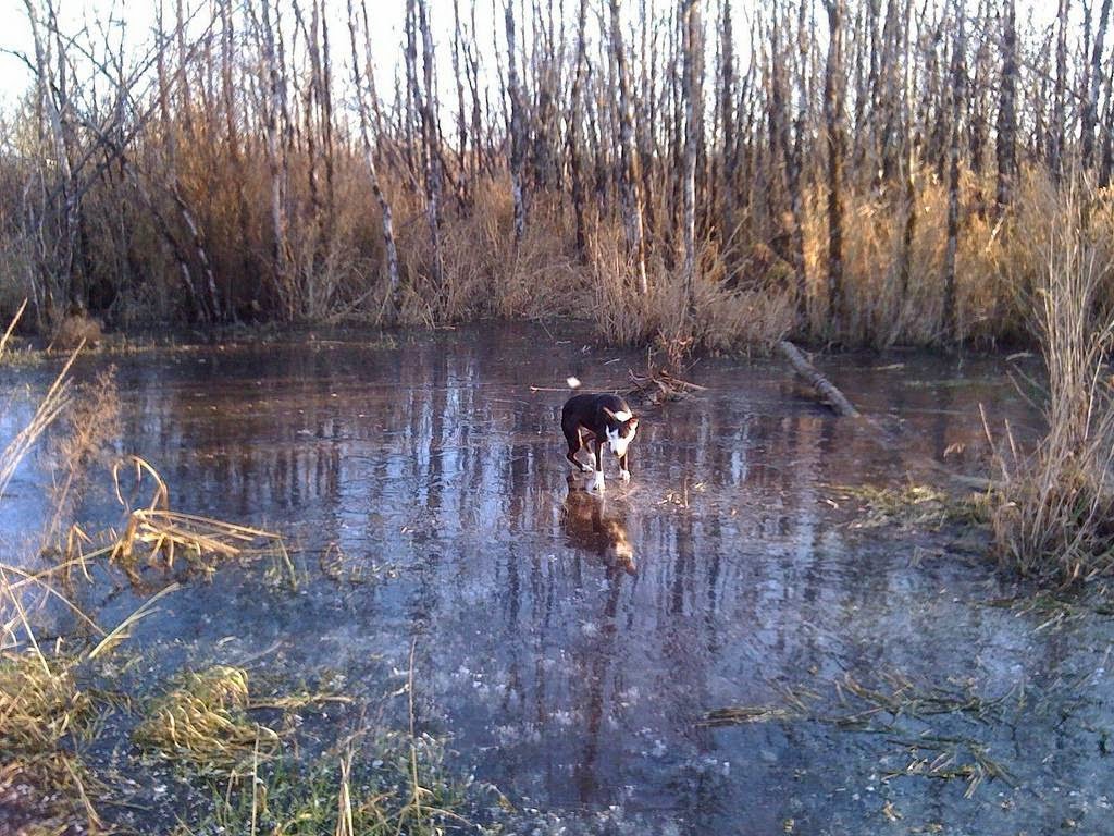 Dogs on Ice The Ark In Space