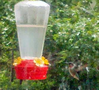 how to make your own hummingbird food, how to make humming bird nectar, attracting hummingbirds