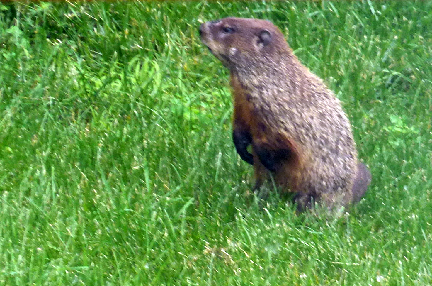 Penelopedia Nature and Garden in Southern Minnesota Woodchuck!