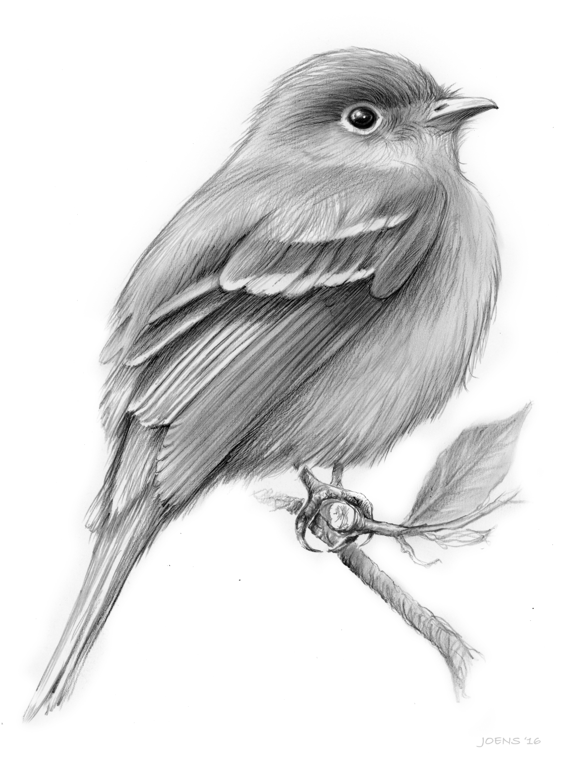 Рисунки птиц для срисовки легкие. Птица рисунок. Зарисовки птиц. Ptisa risunok. Птичка карандашом.