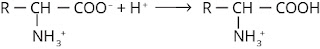 asam amino direaksikan dengan asam