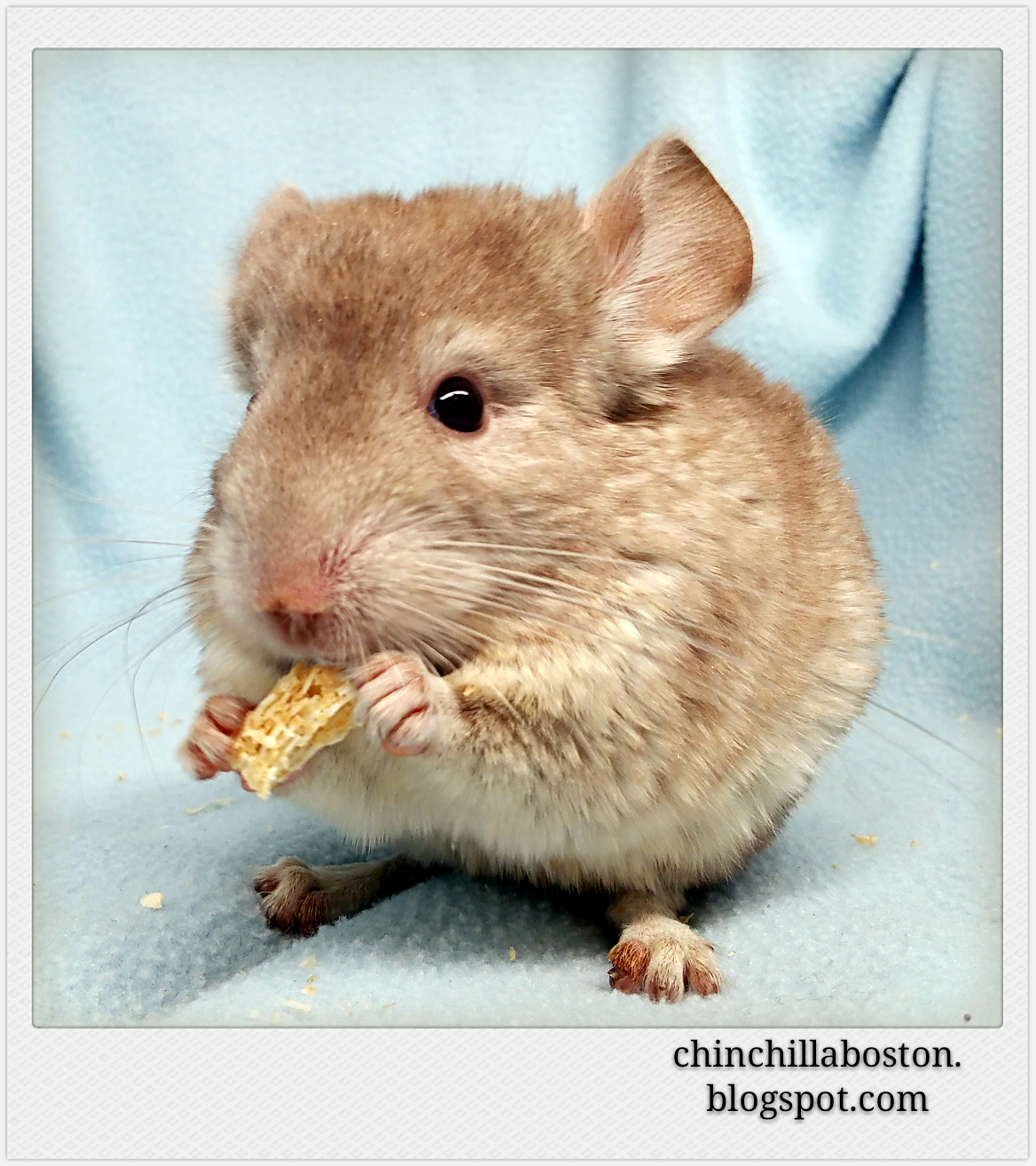 Chinchilla Boston Adopted (Wagashi)