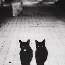 Μαύρες γάτες: Γιατί τις "τρέμουμε";-Και επειδή όλα είναι πιθανά, ένα καλό ξόρκι...
