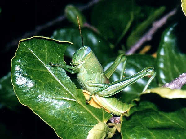 Different Grasshoppers Seen On www.coolpicturegallery.us