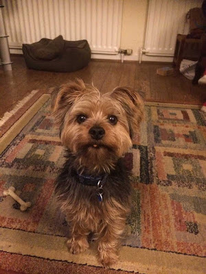 Portrait of Freddy the Yorkshire Terrier
