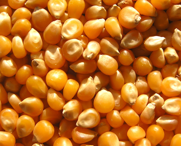 maize farming, maize cultivation, guide for maize farming, how to start maize farming, tips for maize farming, growing maize, commercial maize farming, growing maize commercially, corn, corn farming, corn farming guide, tips for corn farming, how to start corn farming, commercial corn farming