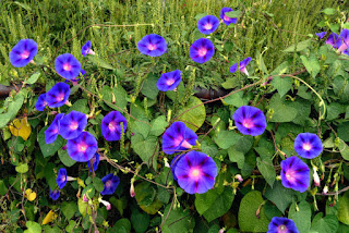 Morning Glory Morning Glory
