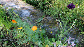 The orange poppies sadly damaged by the rain The orange poppies sadly damaged by the rain