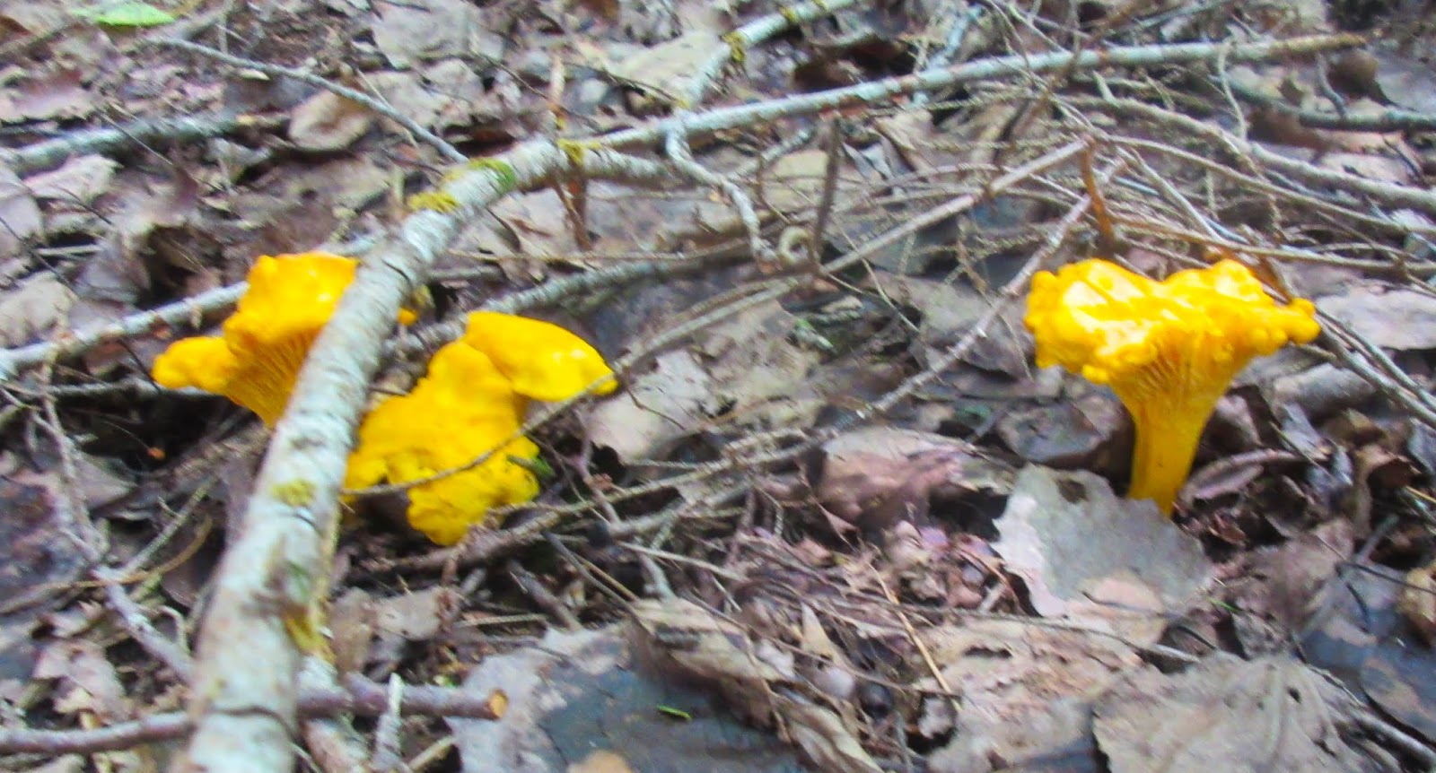 Cannundrums Chanterelle, Black Chanterelle and Lobster Mushrooms
