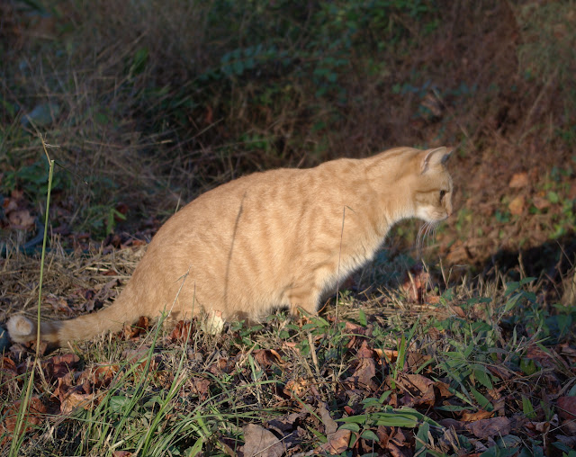 sweetbay-november-2008