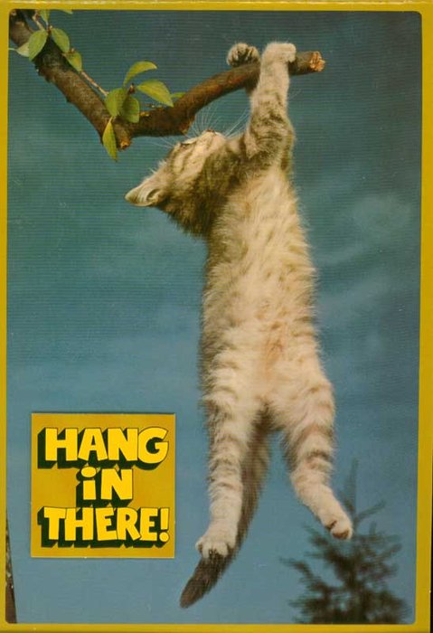 Hang in There Kitten Wallpaper Desktop HD ~ Beautiful Cat Wallpapers